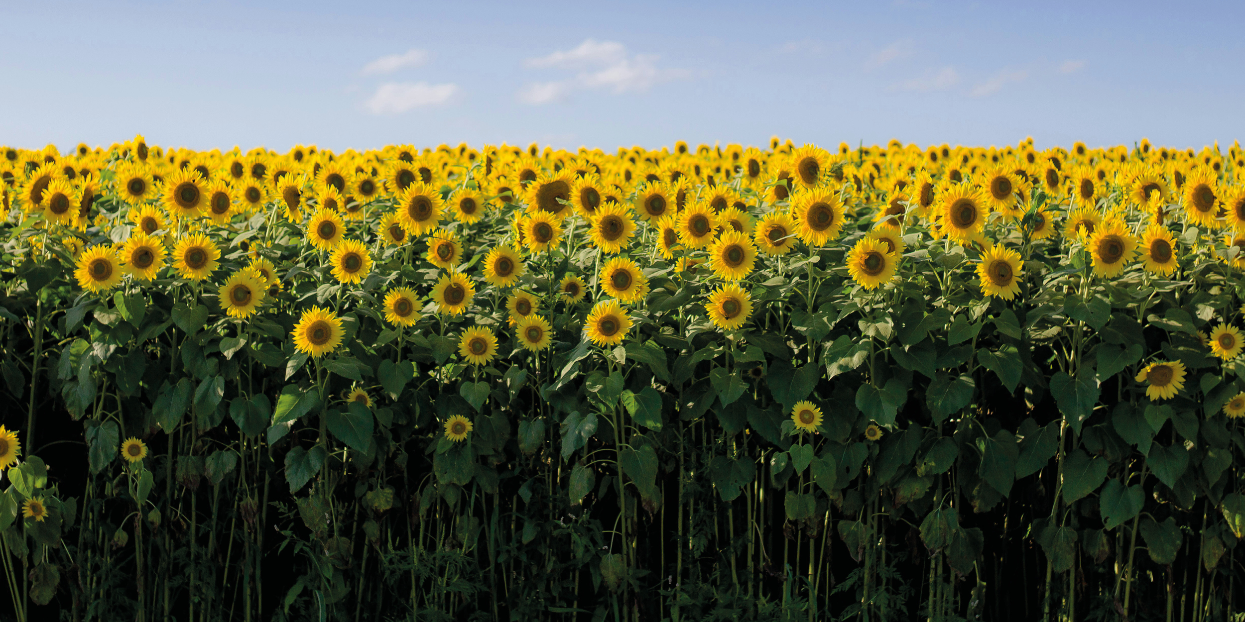 KernD_Webseite_Start_Titel_CO2_2500x754